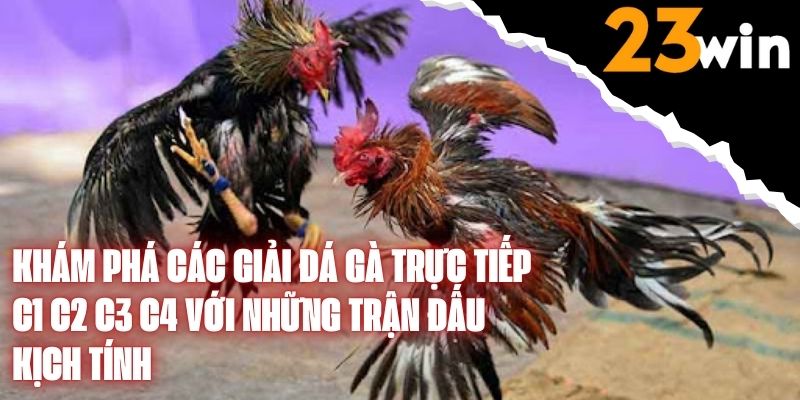 Đá Gà Trực Tiếp C1 C2 C3 C4 - Xem Là Mê, Trải Nghiệm Đẳng Cấp